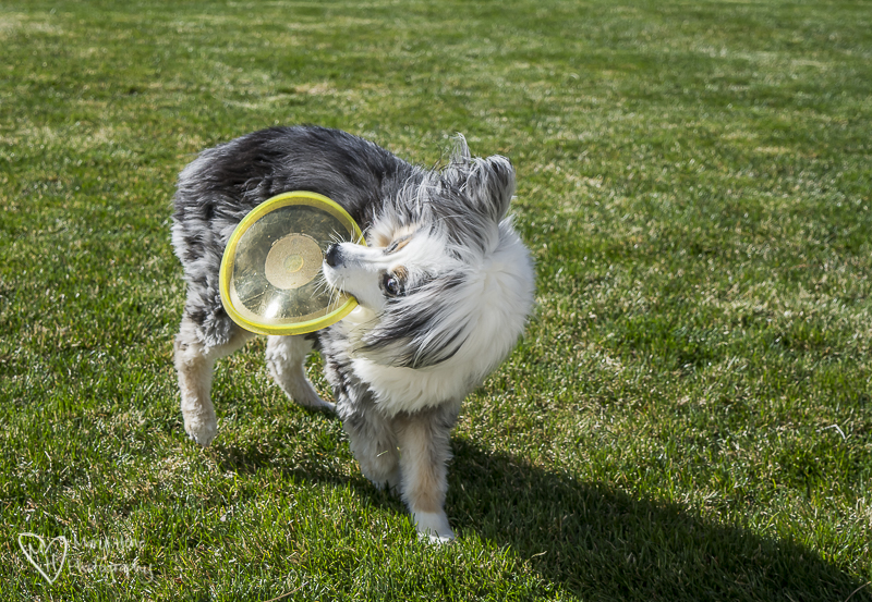 Dance Torrey Dance. Dog playing frisbee