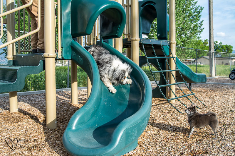 Dog going down the slide