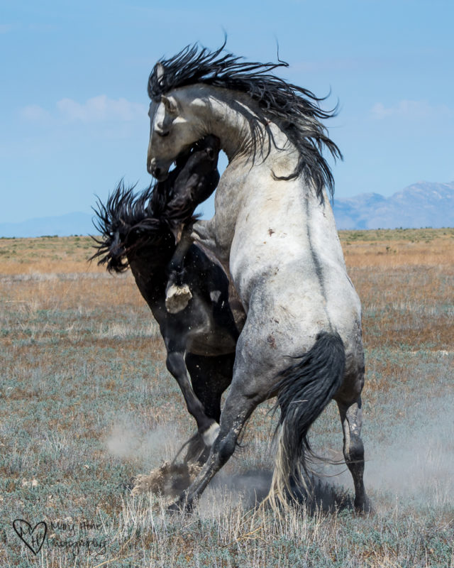 Keep the Wild Horses Wild. fighting stallions