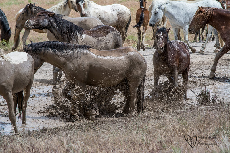 Wild horses in a mud bath