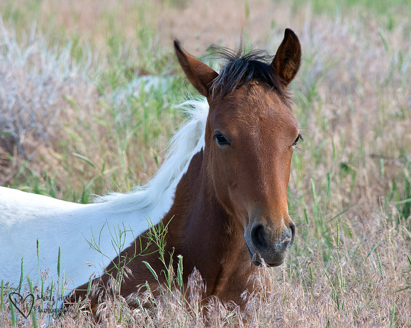 Pinto foal, wild horses 