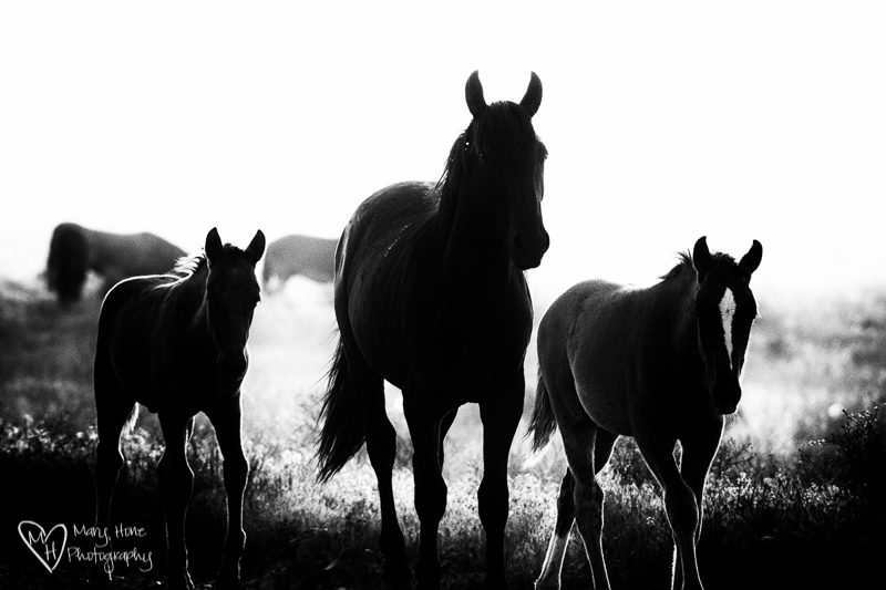 Horses in Silhouette 