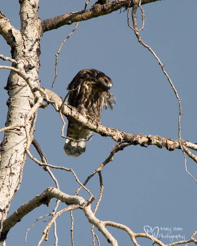 Young and old fledgling hawk