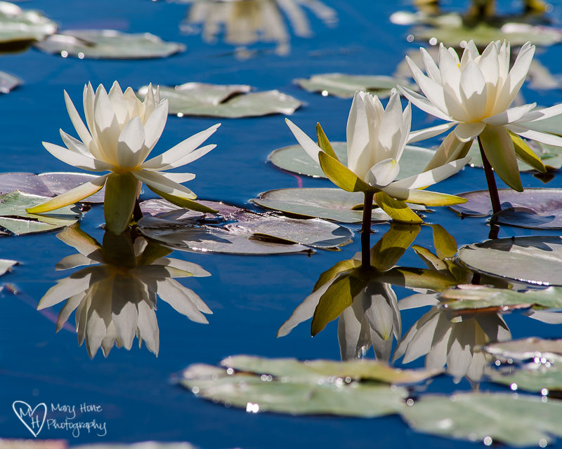 Water lily Seeley Lake, Montana