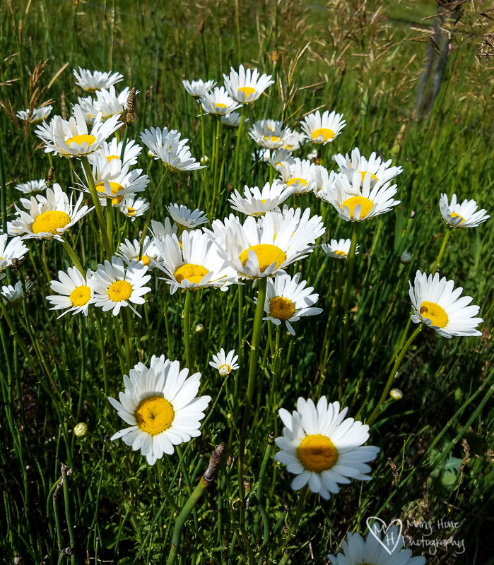 Beautiful Wyoming Wildflowers