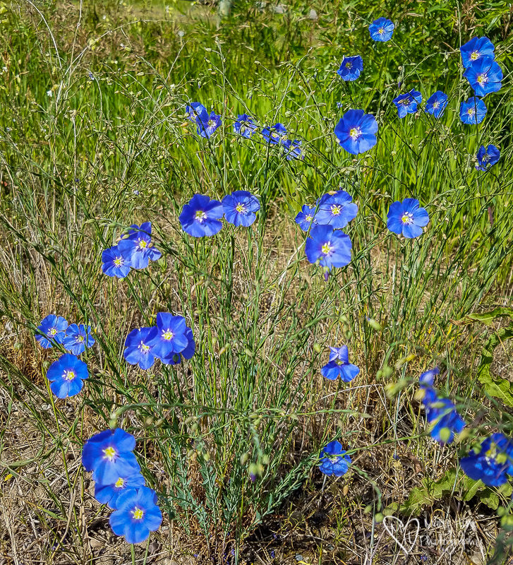 Beautiful Wyoming Wildflowers