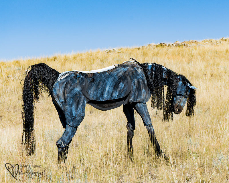 Bleu Horses of Three Forks Montana