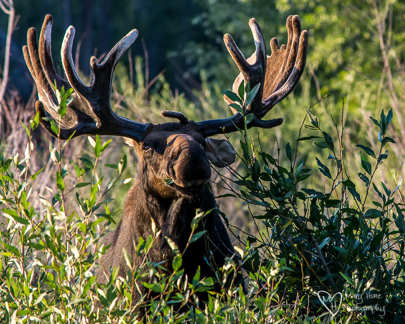 Moose browsing on willows