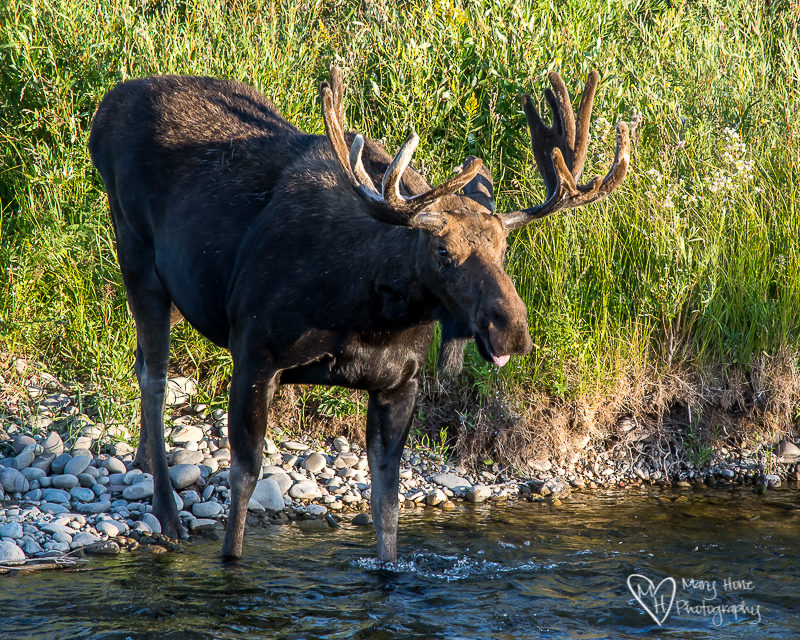 Bull moose in wyoming in river