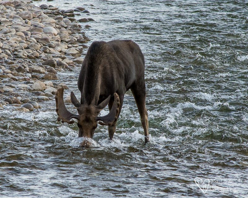 Bull Moose in river