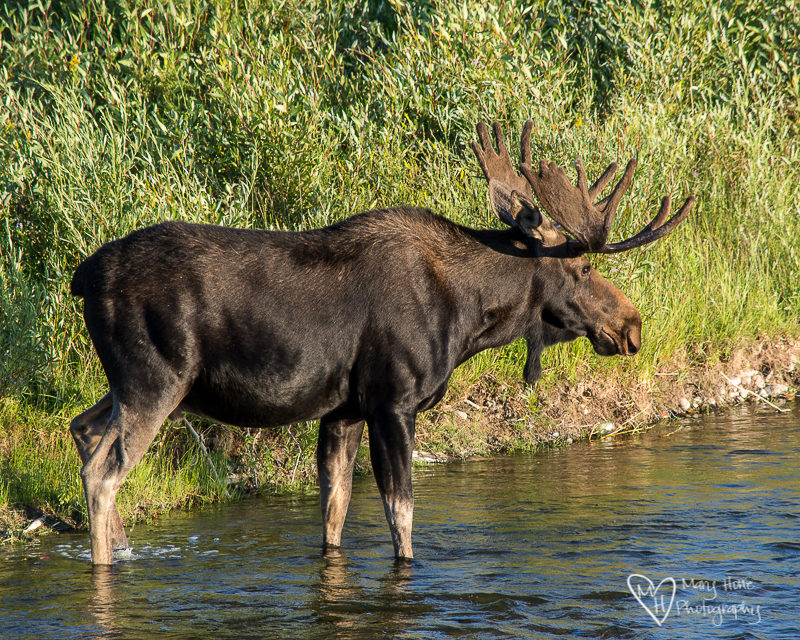 Bull moose in wyoming in the river