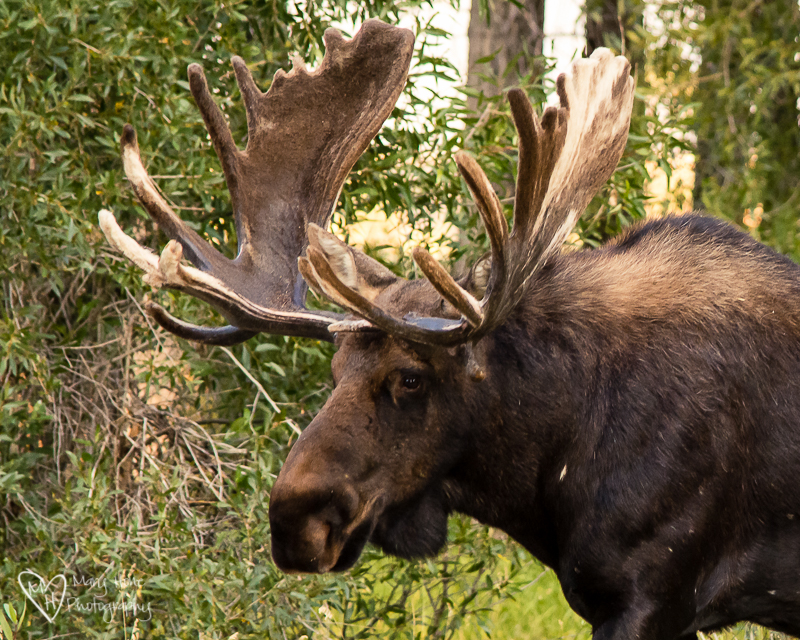 close up of moose