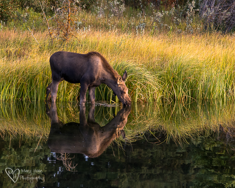 Young Moose in the morning in the water