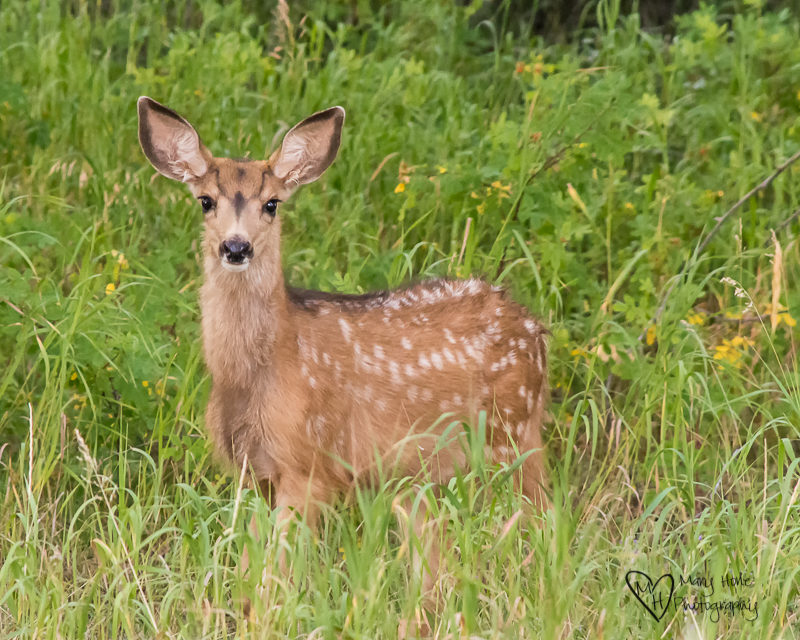 Spotted fawn