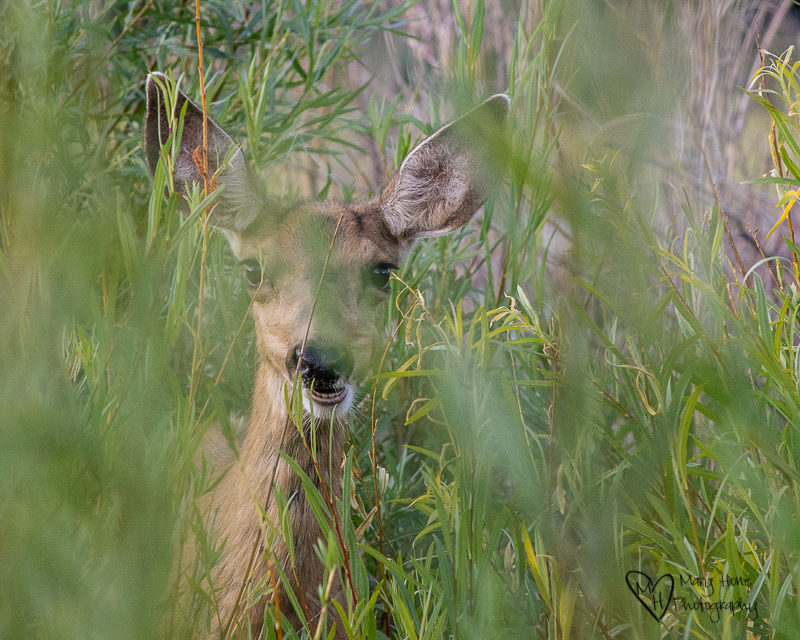 deer fawn in bushes