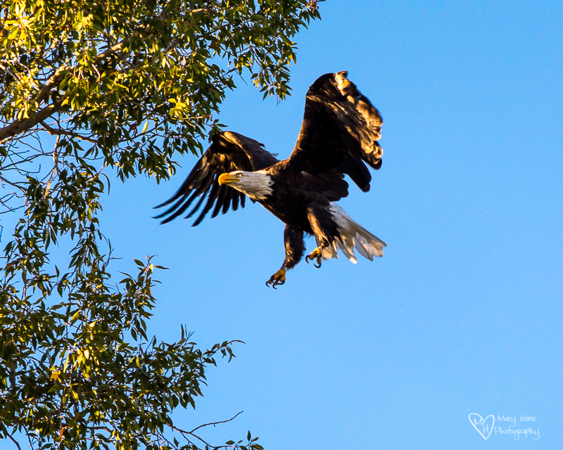 Bald eagle landing in a tree