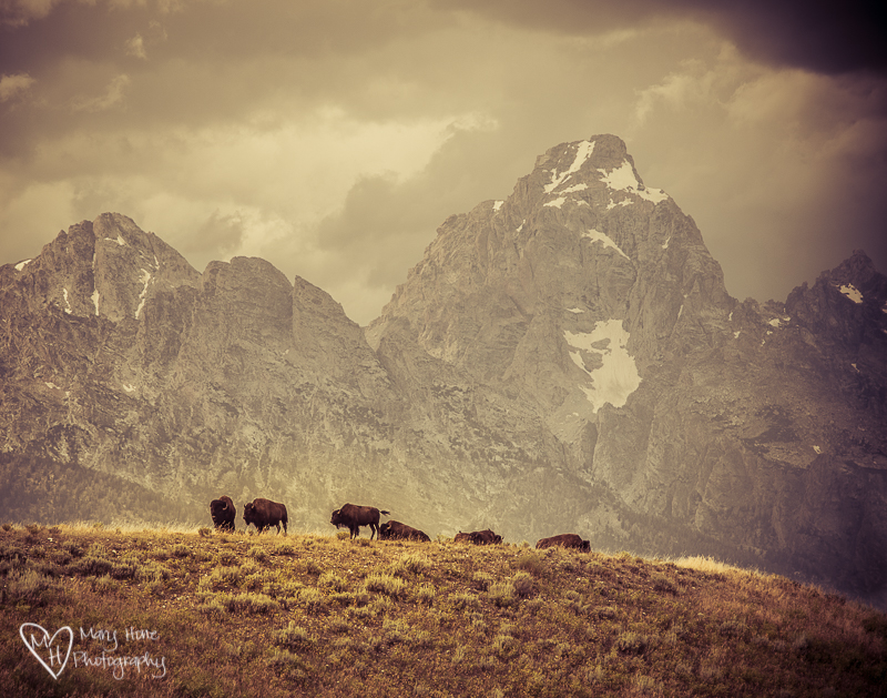 Bison on the ridge