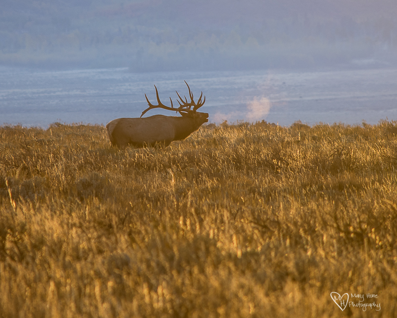 Elk Bugling at sunrise