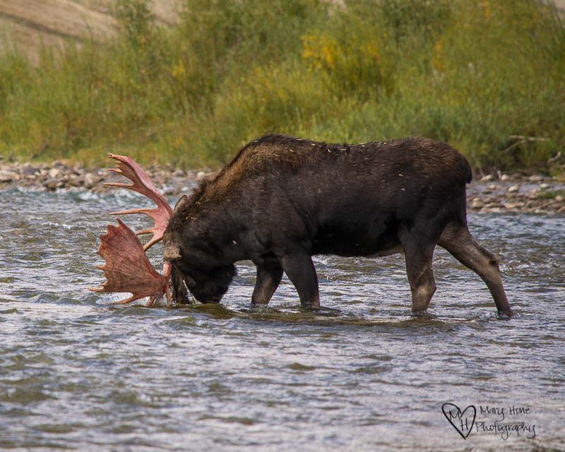 Watching Another Moose Strip his Velvet Covered Antlers. Moose crossing the river