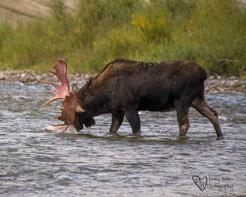 Watching Another Moose Strip his Velvet Covered Antlers. Moose in the river