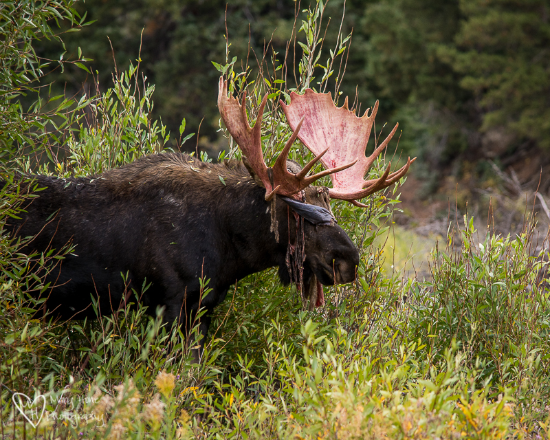Watching Another Moose Strip his Velvet Covered Antlers