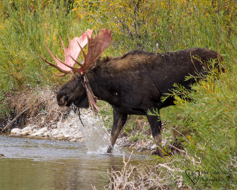 Watching Another Moose Strip his Velvet Covered Antlers