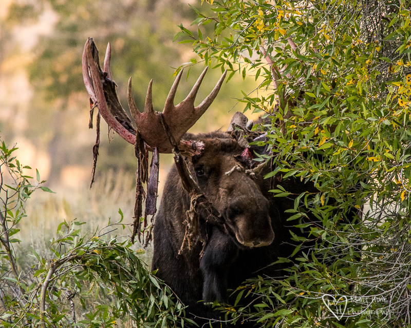 Watching a Moose Strip his Velvet Covered Antlers