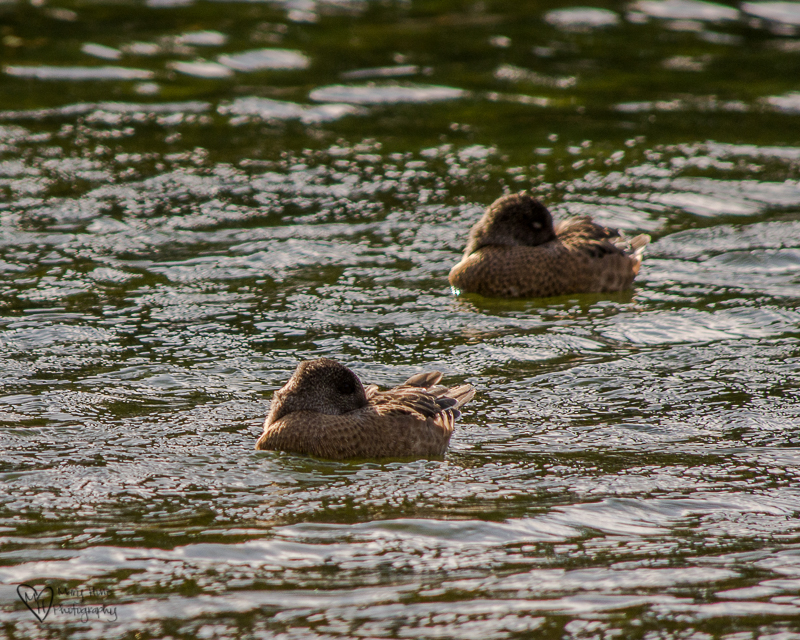 Ducks resting on a pond