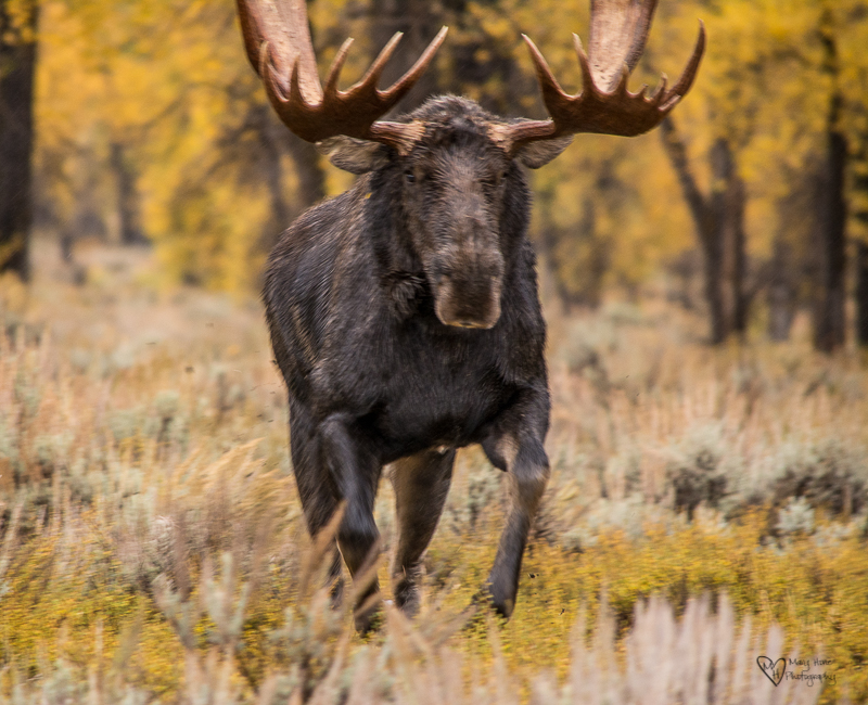 Bull moose running