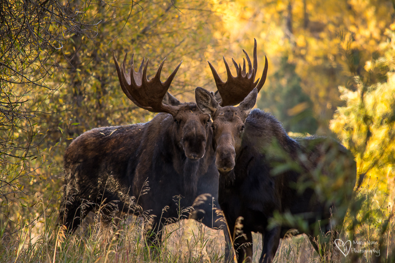 Bull and female moose