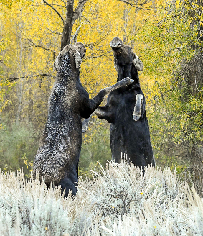 female moose fighting