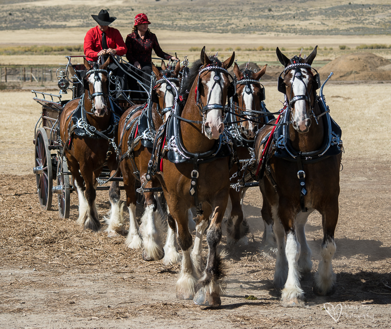 Draft Horse Competition