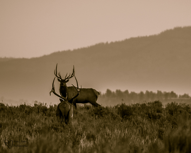Elk in Grand Teton NP