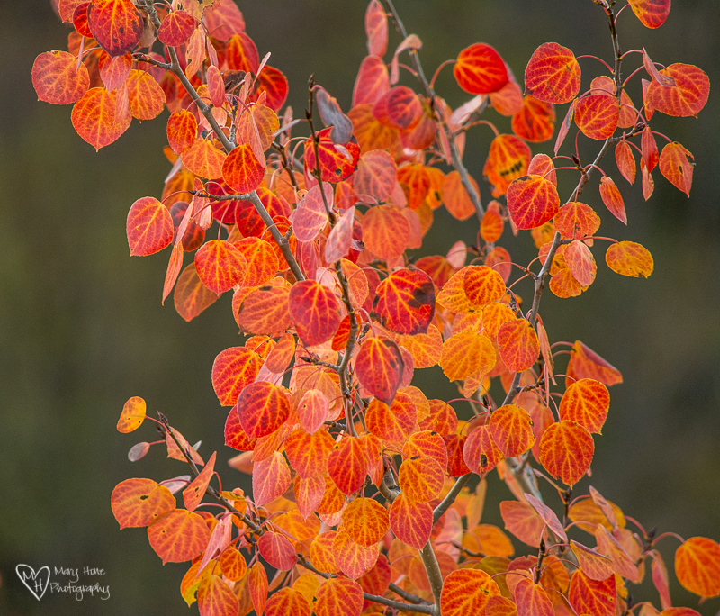 Fall Colors in Wyoming. red aspen leaves