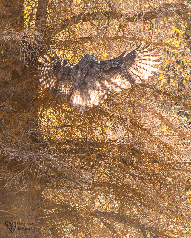Watching a Great Gray Owl Hunt