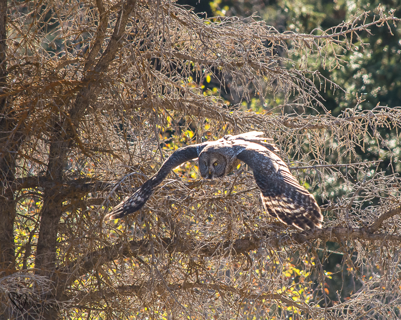 Watching a Great Gray Owl Hunt