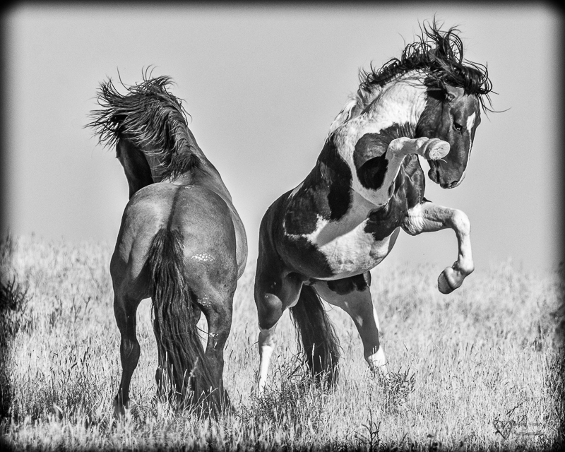 Wild Horse Week-Horses in Art