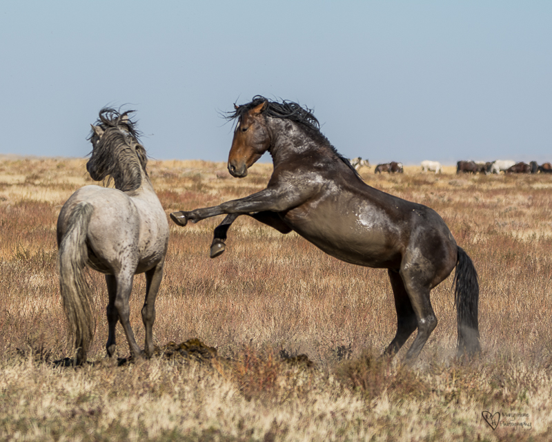 Wild Horse Week-Fighting Stallions