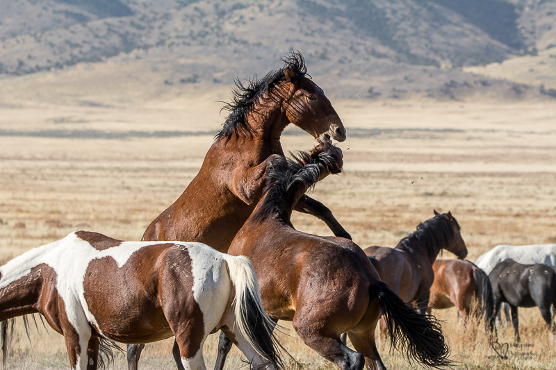 Wild Horse Week-Fighting Stallions
