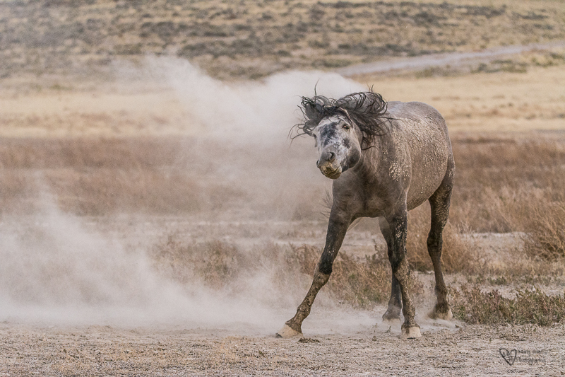 Wild Horse Week-The Watering Hole