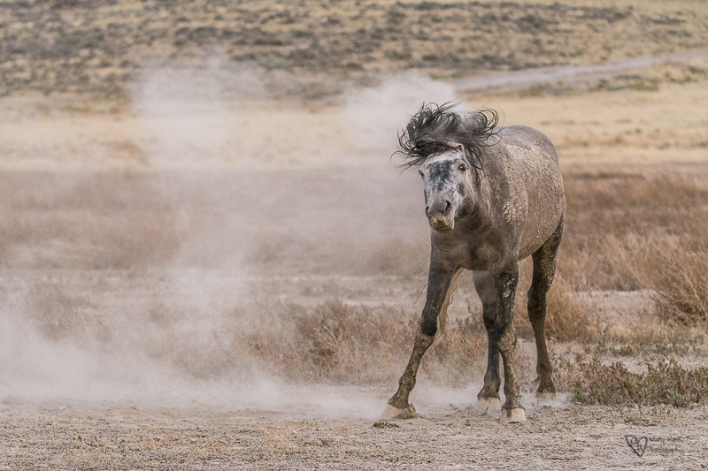 Wild Horse Week-The Watering Hole