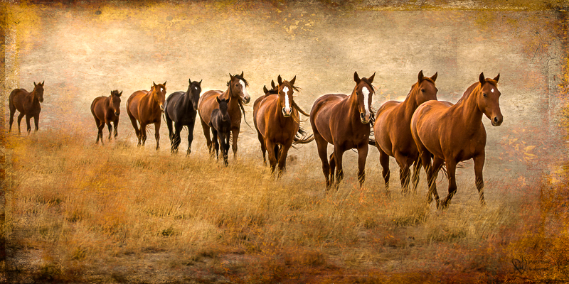 Wild Horse Week-Horses in Art