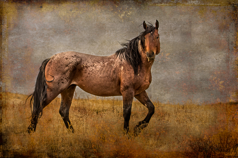 Wild Horse Week-Horses in Art wild horse photography