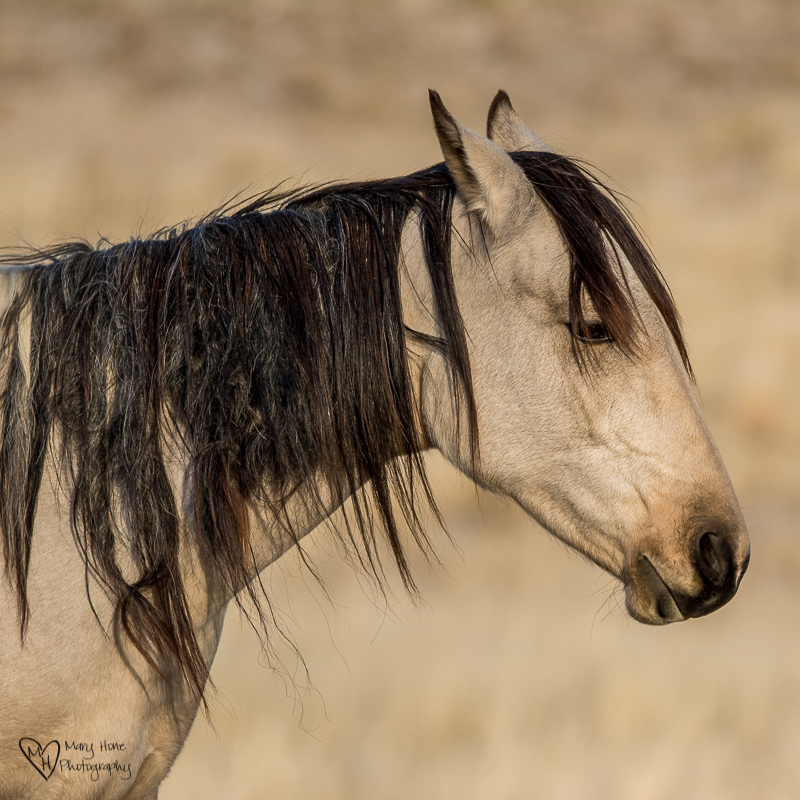 wild horse mare buckskin
