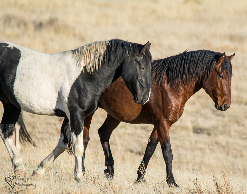 wild horse stallions, Spending time with Wild Horses