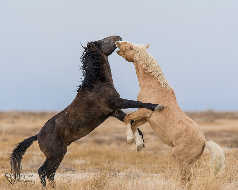 Palomino wild horse fighting with another stallion