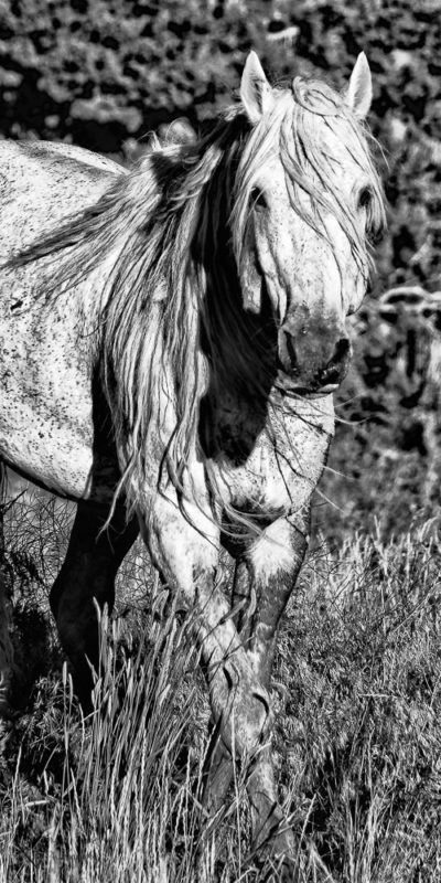 a wild stallion in black and white