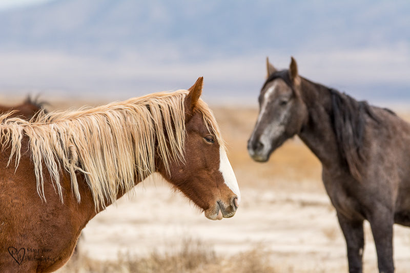 Wild horse mare with blonde mane