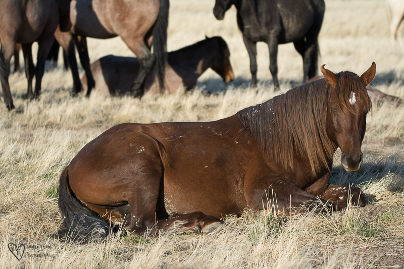 sleeping wild horse mare