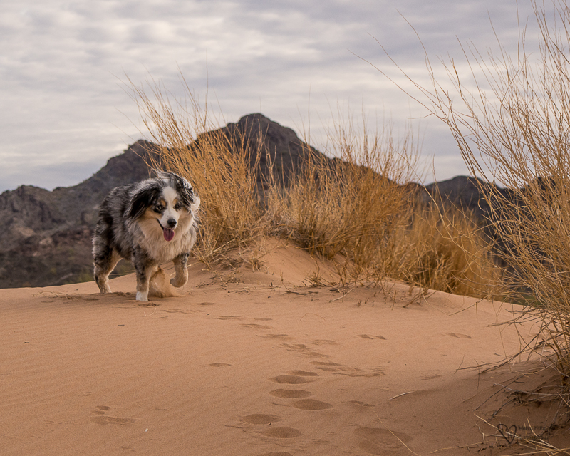 dog running in the sand dunes